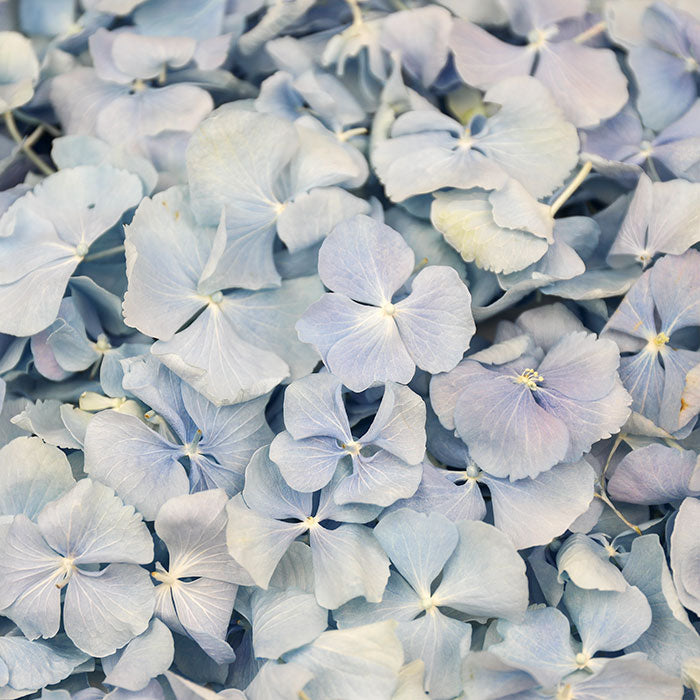 Duckegg Blue Hydrangea Petals