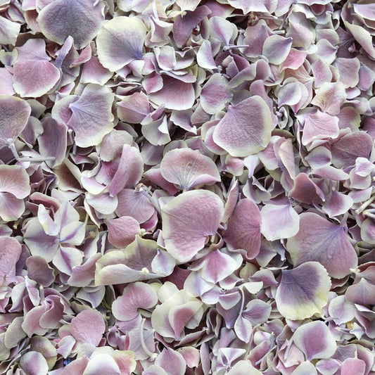 Wisteria Hydrangea Petals